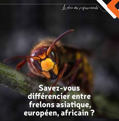 Savez-vous  différencier entre frelons asiatique, européen, africain ?