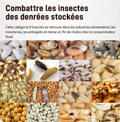 INFO TECHNIQUE : Combattre les insectes des denrées stockées