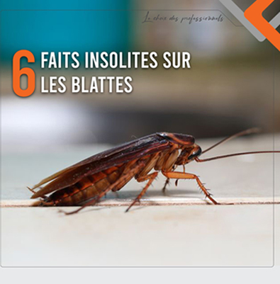 6 Faits insolites sur les blattes